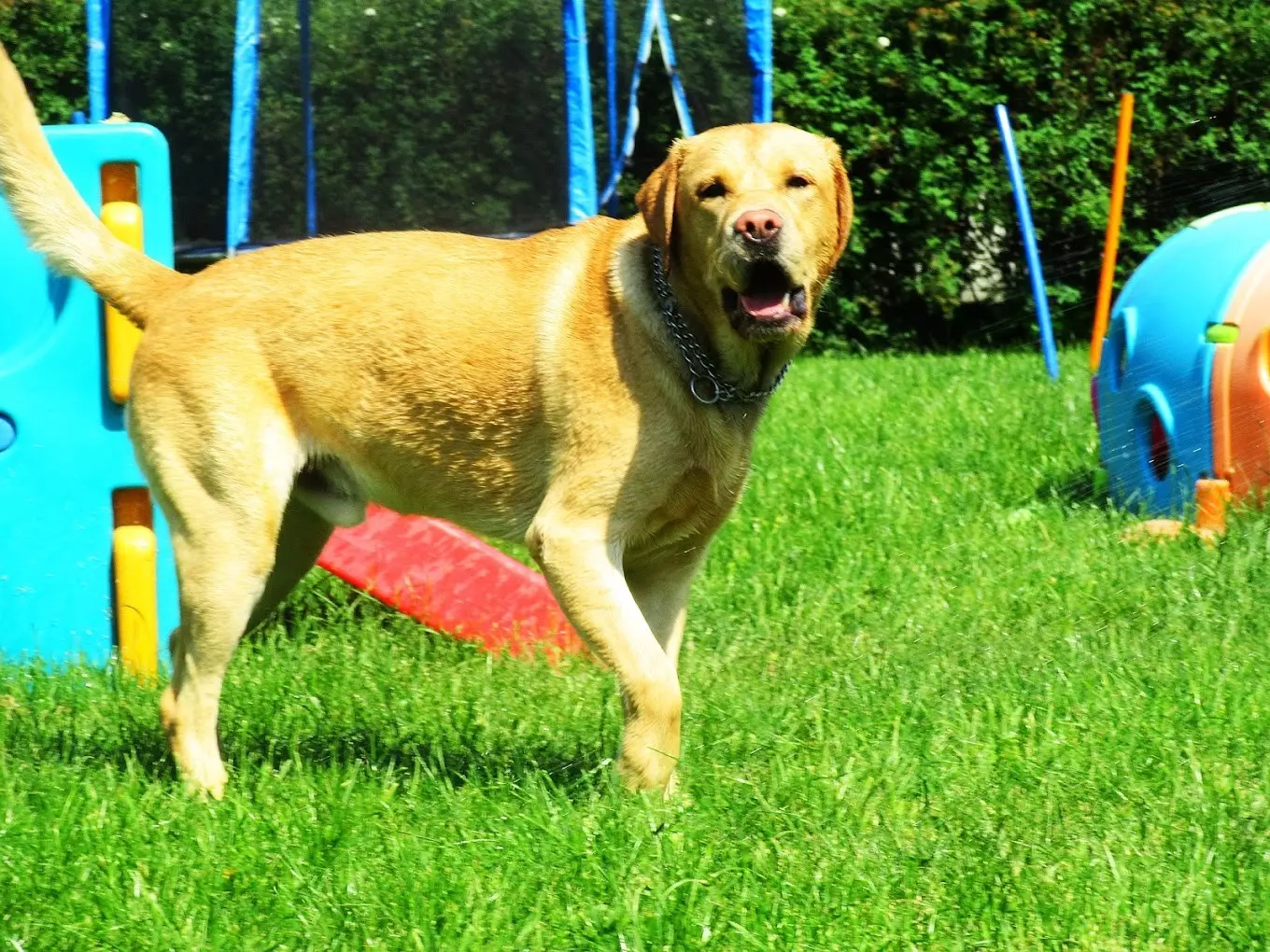 Dogmopolite Kutyapanzió és Kutyanapközi Szentendre - kép 2