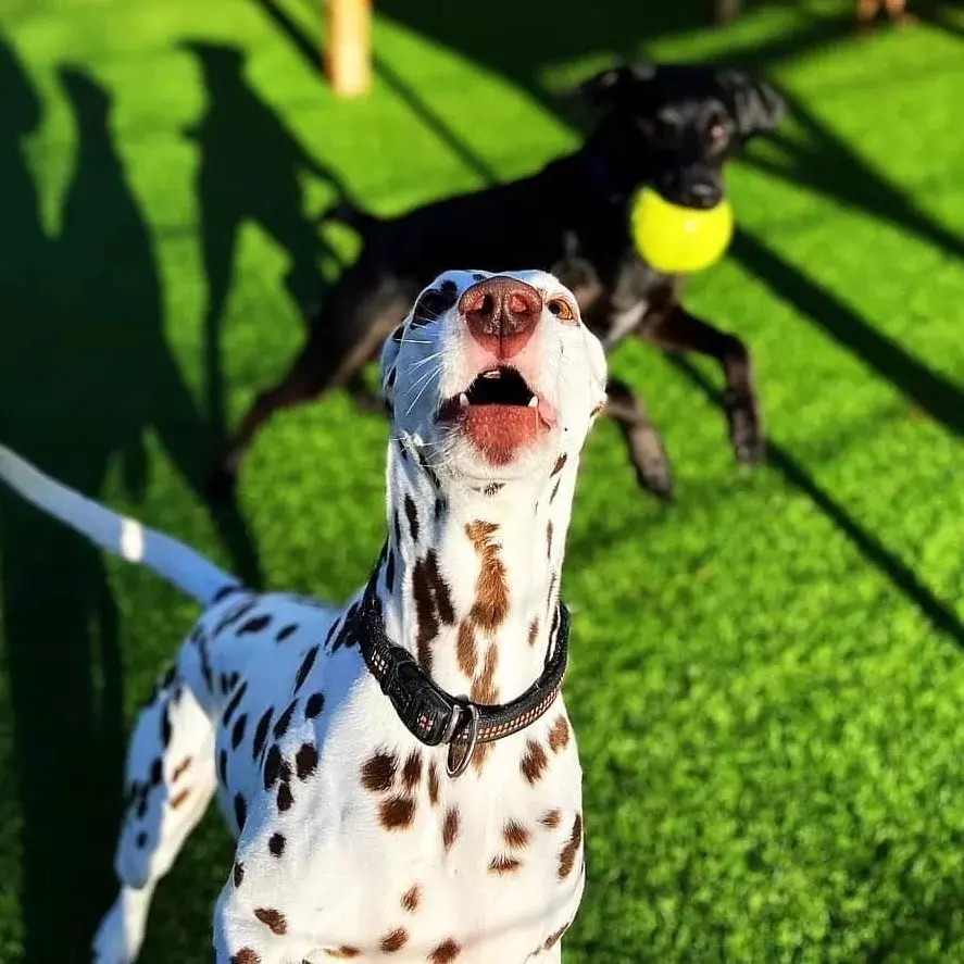 Dogmopolite Kutyapanzió és Kutyanapközi Szentendre - kép 3