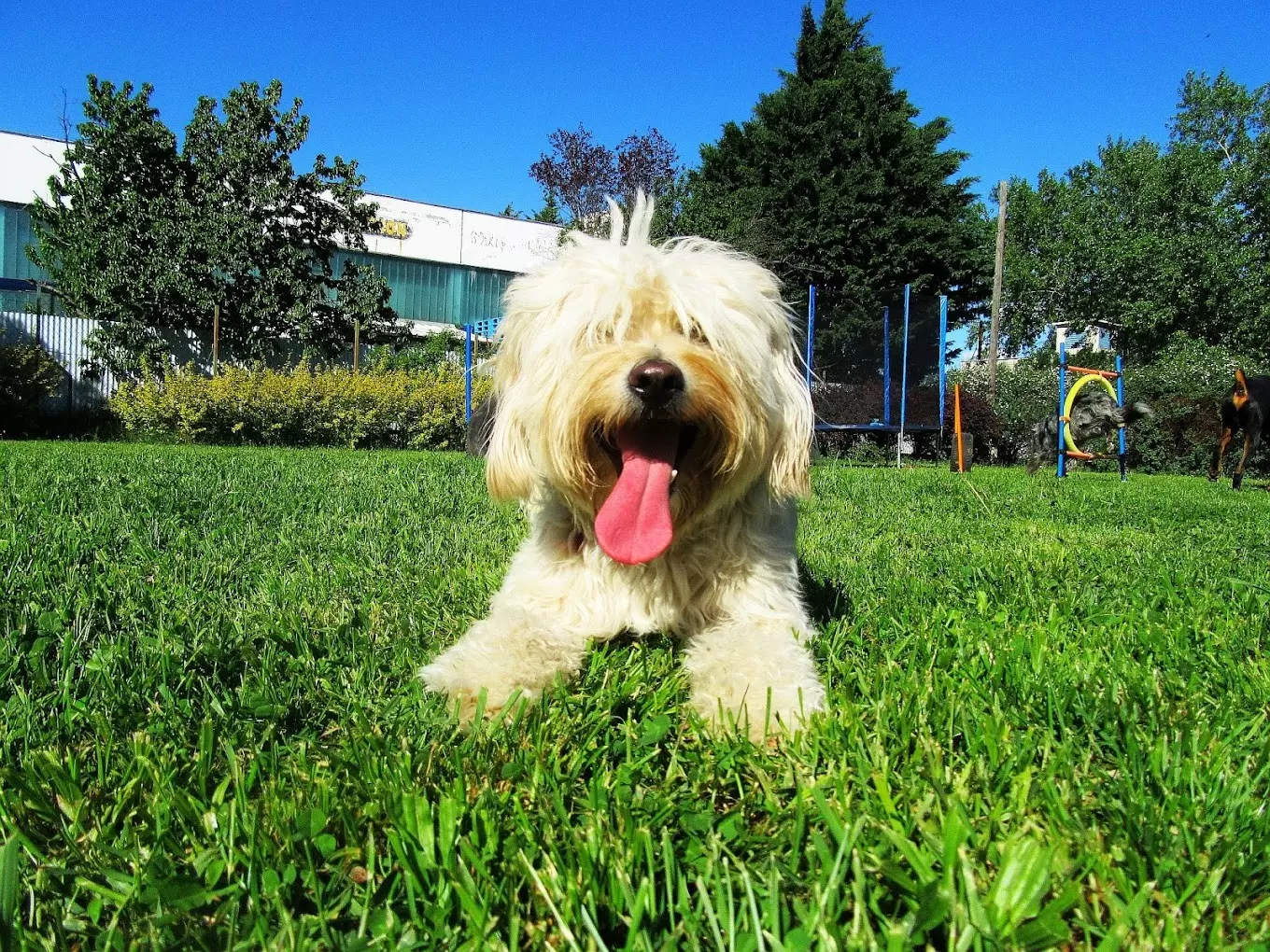 Dogmopolite Kutyapanzió és Kutyanapközi Szentendre - kép 4