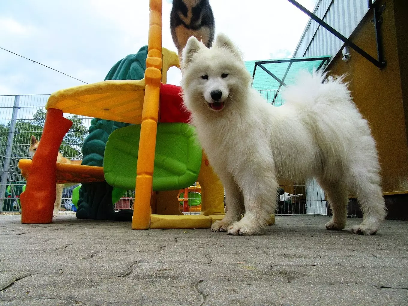 Dogmopolite Kutyapanzió és Kutyanapközi Szentendre - kép 5