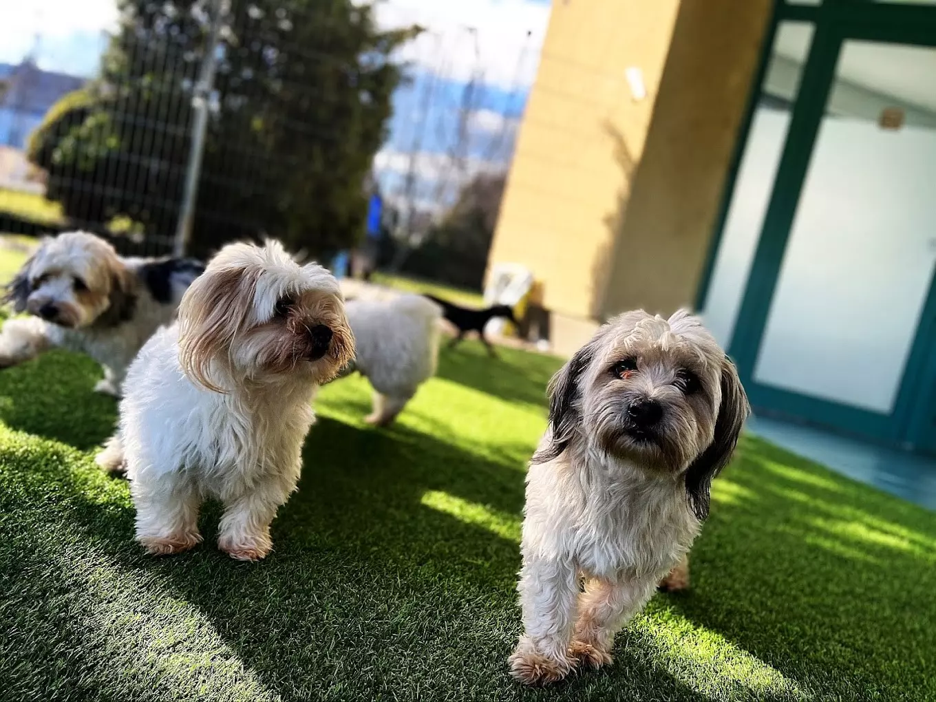 Dogmopolite Kutyapanzió és Kutyanapközi Debrecen - kép 1