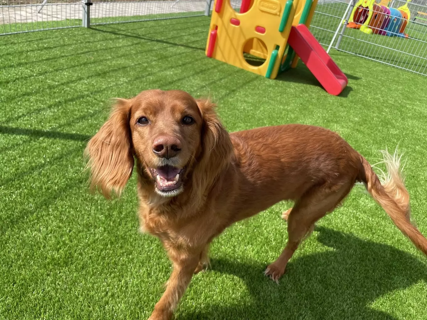 Dogmopolite Kutyapanzió és Kutyanapközi Debrecen - kép 2
