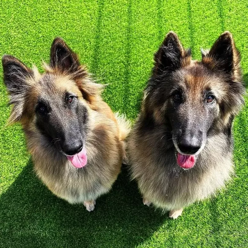 Dogmopolite Kutyapanzió és Kutyanapközi Debrecen - kép 3