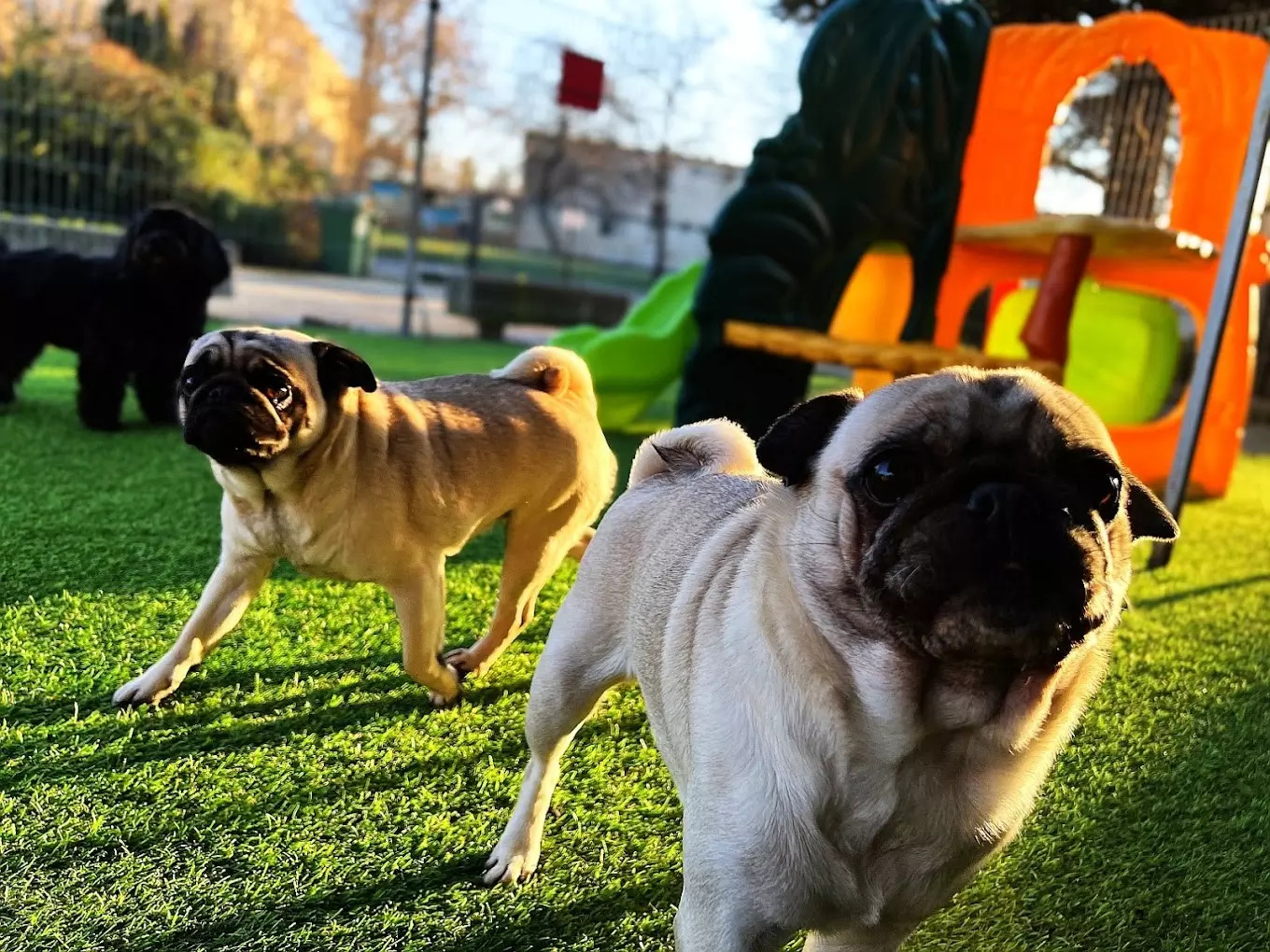 Dogmopolite Kutyapanzió és Kutyanapközi Debrecen - kép 4