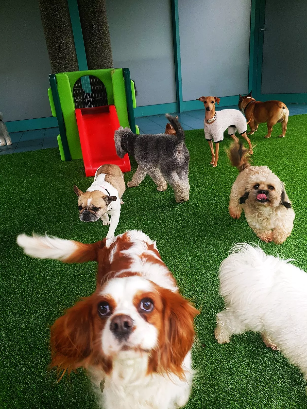 Dogmopolite Kutyapanzió és Kutyanapközi Debrecen - kép 5